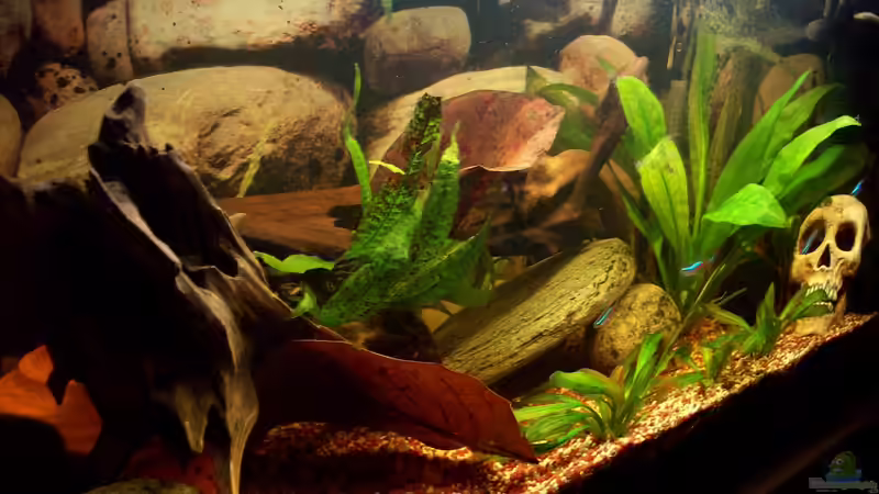 Aquarium Rio Orellana von Bela (2)