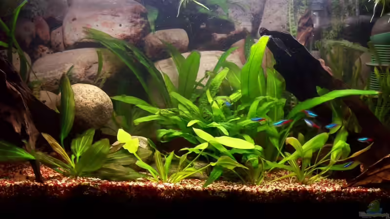 Aquarium Rio Orellana von Bela (3)