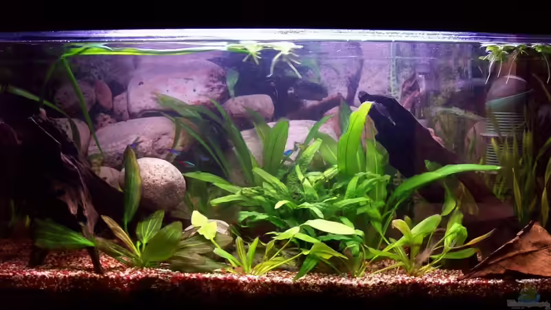 Aquarium Rio Orellana von Bela (4)