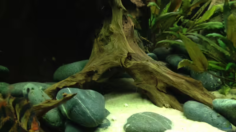 Aquarium Rio Orinoco von Patrick Lehmann (2)