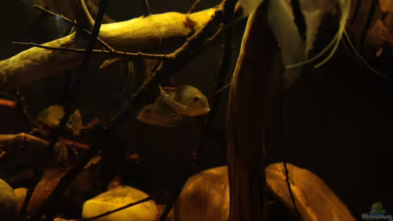 Aquarium Rio Sowieso von Julien Preuß (2)