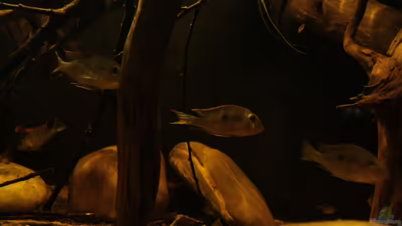 Aquarium Rio Sowieso von Julien Preuß (3)