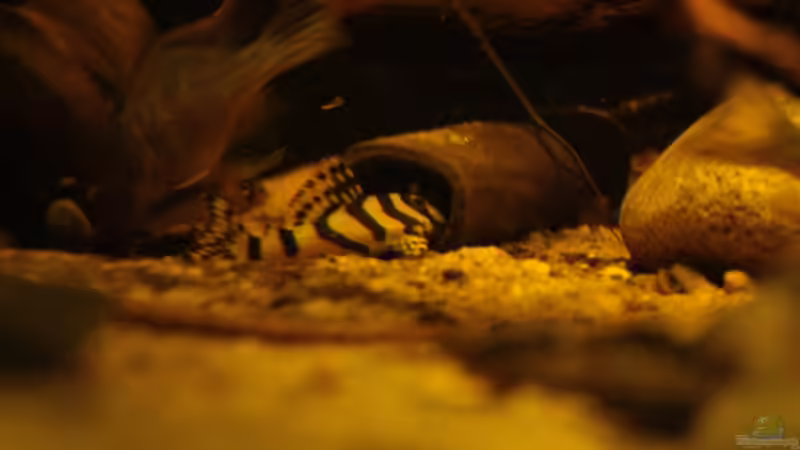 Aquarium Rio Sowieso von Julien Preuß (4)