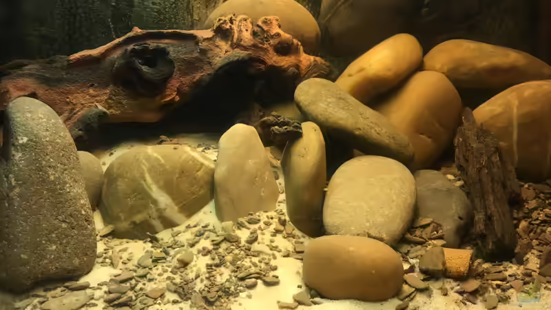 Aquarium Rio Xingu - L-Welse Artenbecken (Einlaufphase) von flip (3)