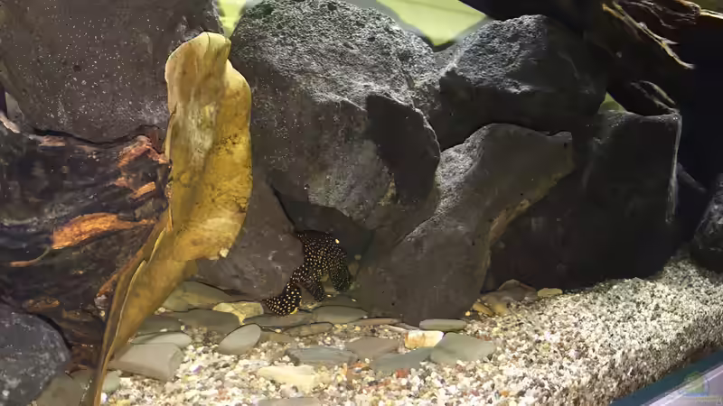 Aquarium Rio Xingu Biotop von Macbjoern (4)