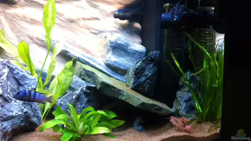 Aquarium Rio180 von bbussmann (10)