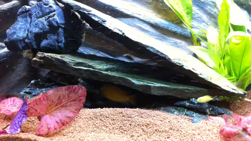 Aquarium Rio180 von bbussmann (13)