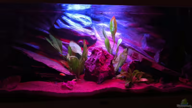 Aquarium Rio180 von bbussmann (16)