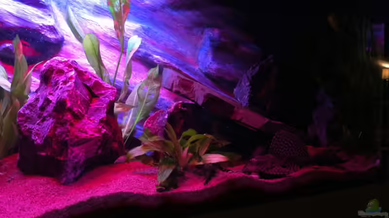 Aquarium Rio180 von bbussmann (17)