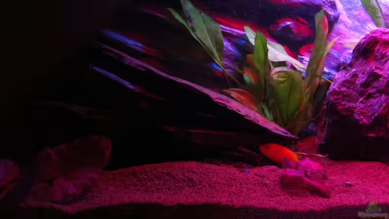 Aquarium Rio180 von bbussmann (18)