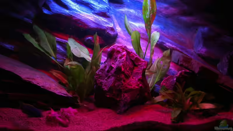 Aquarium Rio180 von bbussmann (19)