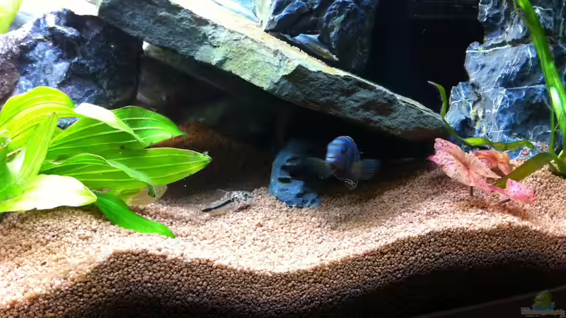 Aquarium Rio180 von bbussmann (8)