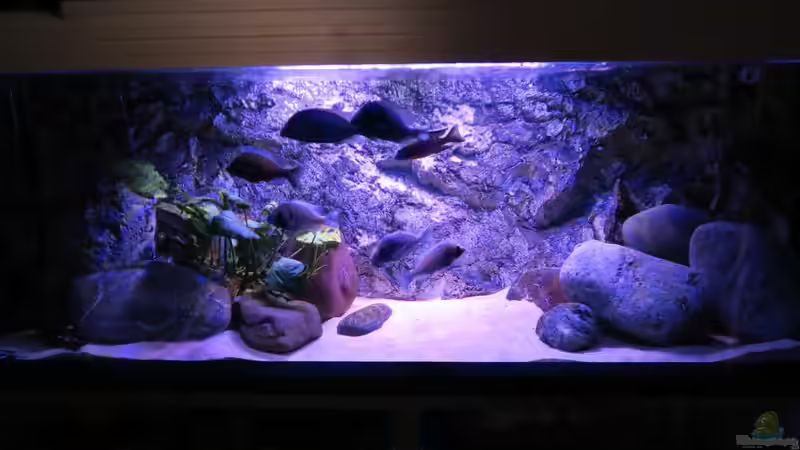 Aquarium Riverstone von Lynex (2)