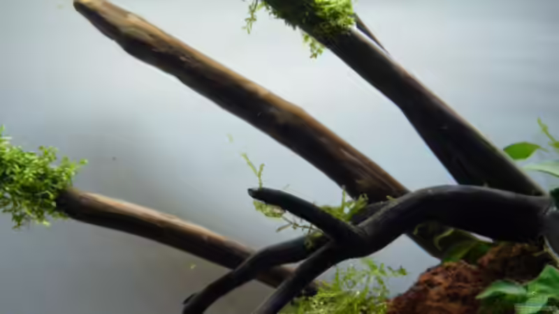 Aquarium Robinson Crusoe´s Becken (existiert nicht mehr) von Martin W. (7)