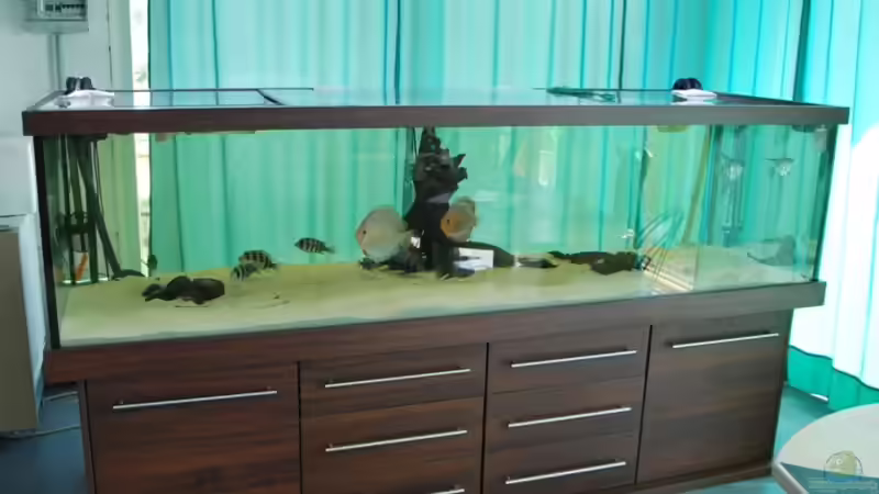 Aquarium Rochen/ Arowana Becken von Michael Jahn (2)