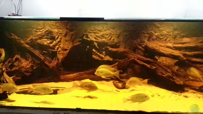 Aquarium Rochenbecken von Juergen8 (3)