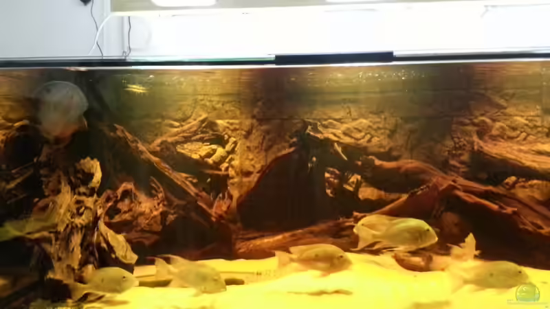 Aquarium Rochenbecken von Juergen8 (6)