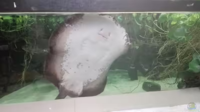 Aquarium Rochenbecken von Leopold68 (6)