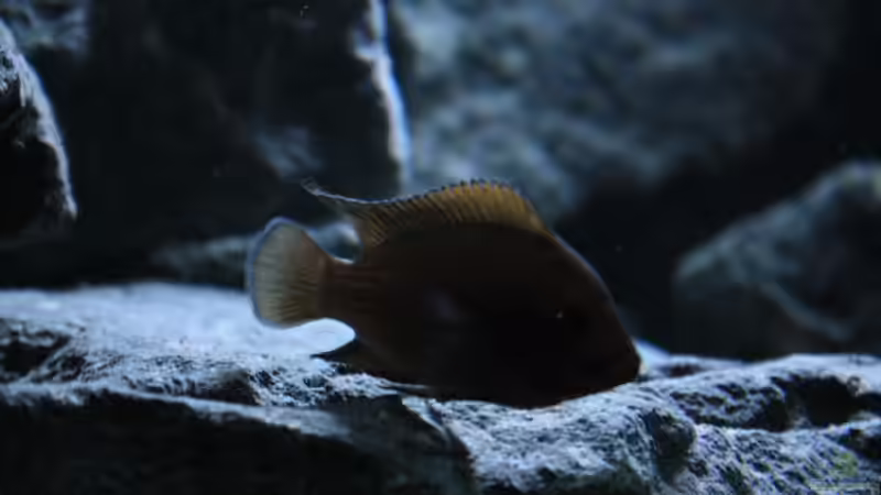 Aquarium Rocks for Variabilichromis von Julien Preuß (10)