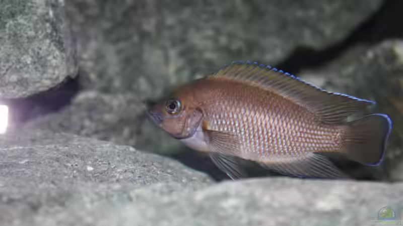 Aquarium Rocks for Variabilichromis von Julien Preuß (12)