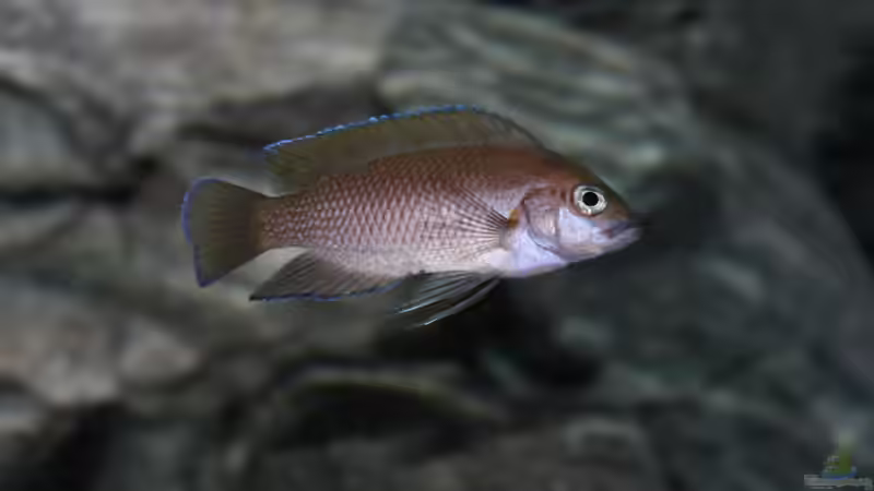 Aquarium Rocks for Variabilichromis von Julien Preuß (14)