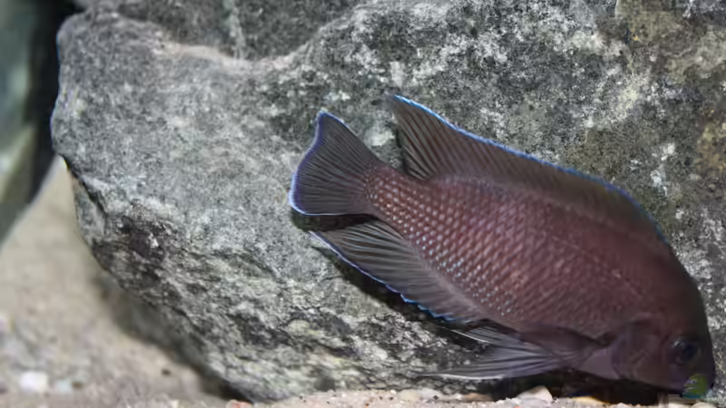 Aquarium Rocks for Variabilichromis von Julien Preuß (16)