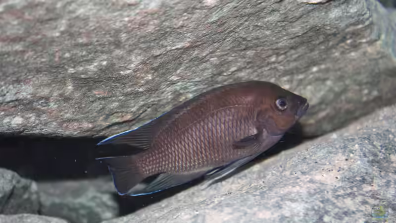 Aquarium Rocks for Variabilichromis von Julien Preuß (17)