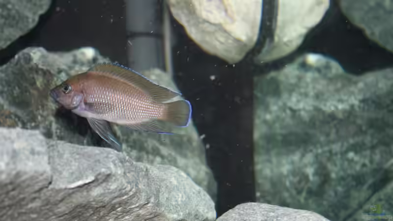 Aquarium Rocks for Variabilichromis von Julien Preuß (18)