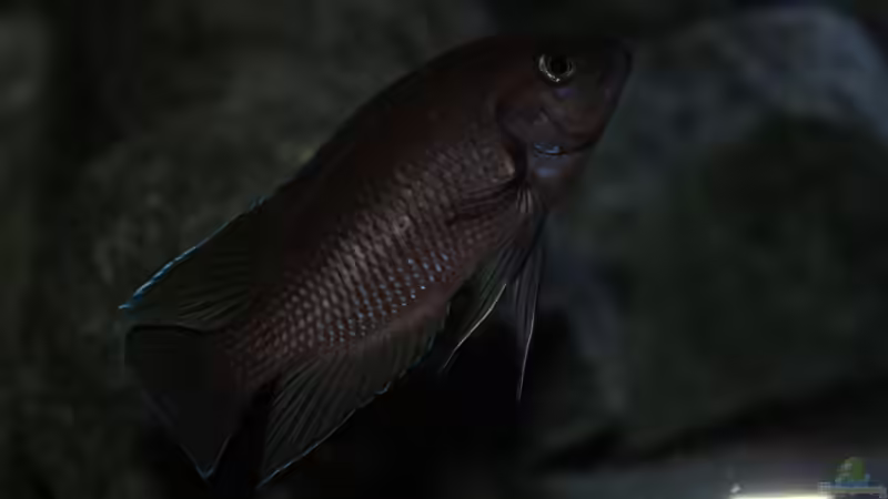 Aquarium Rocks for Variabilichromis von Julien Preuß (21)