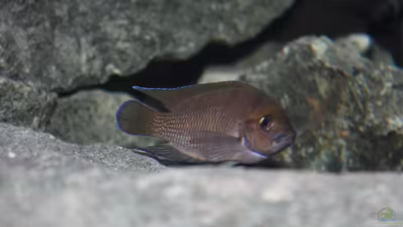 Aquarium Rocks for Variabilichromis von Julien Preuß (7)