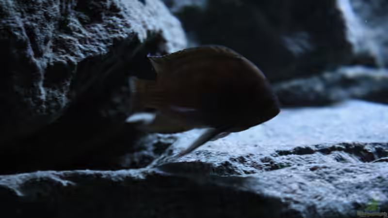 Aquarium Rocks for Variabilichromis von Julien Preuß (8)