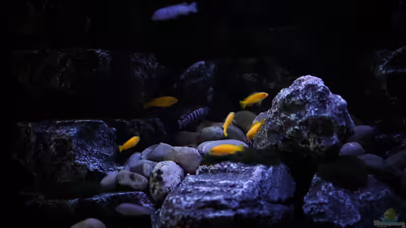 Aquarium Rocky Cliffs von pa.Trick (6)