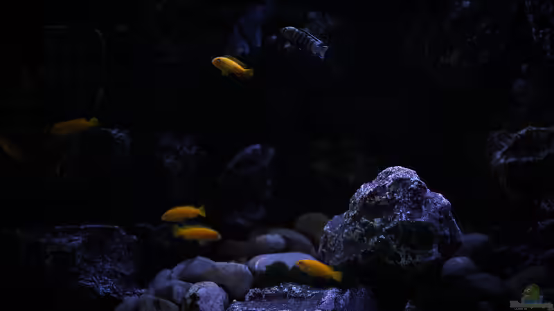 Aquarium Rocky Cliffs von pa.Trick (9)