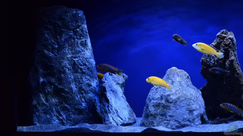 Aquarium Rocky Malawi von AJ (4)