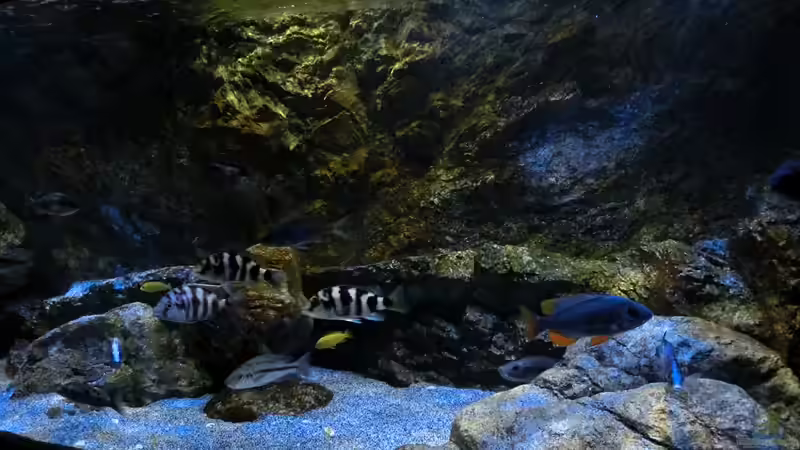 Aquarium Rockzolid Cave (Aufgelöst) von marxbre (3)