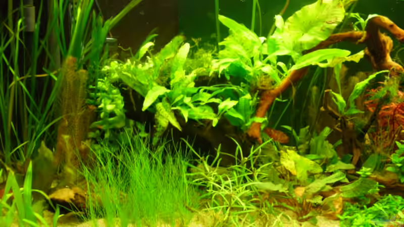 Aquarium Root River von Peter S. (3)