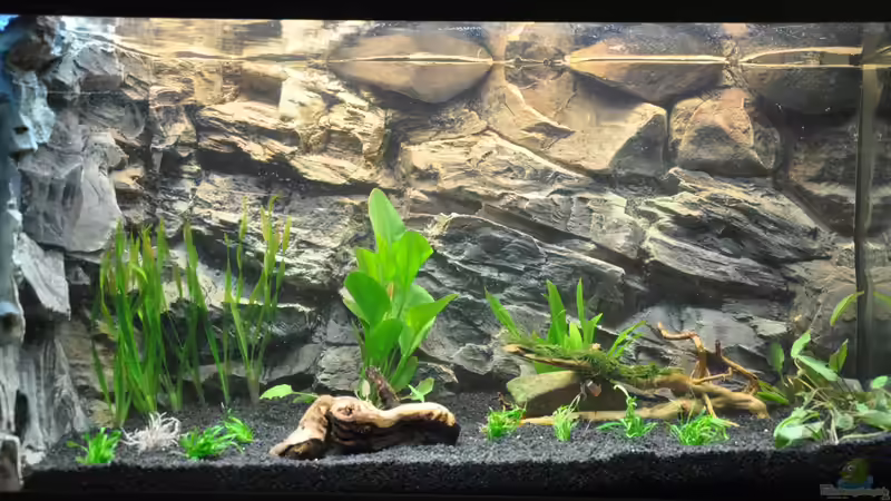 Aquarium Rot-Grün-Schwäche von rodpod (2)