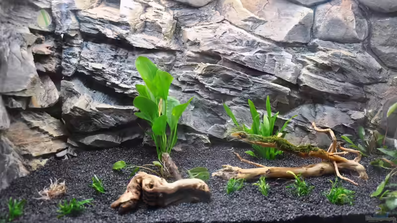 Aquarium Rot-Grün-Schwäche von rodpod (3)