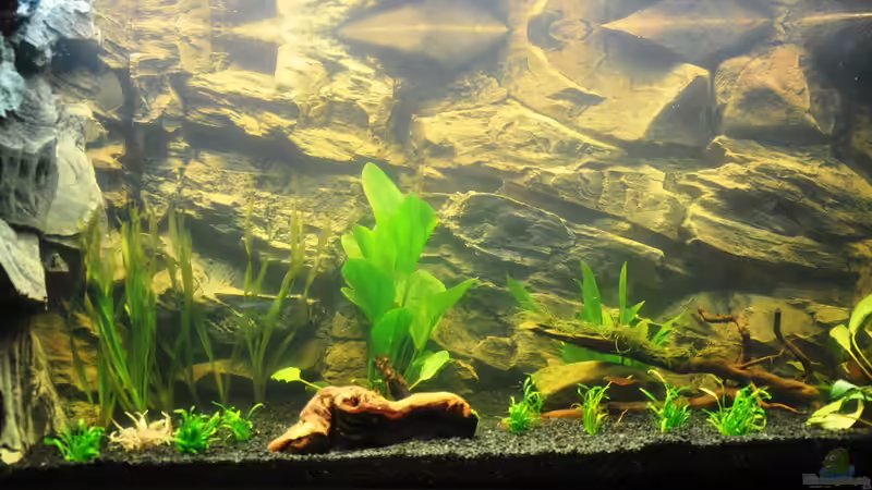 Aquarium Rot-Grün-Schwäche von rodpod (4)