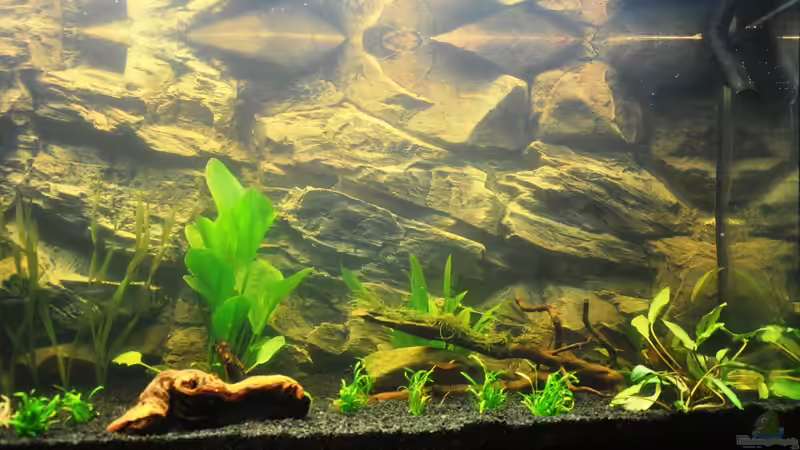 Aquarium Rot-Grün-Schwäche von rodpod (6)