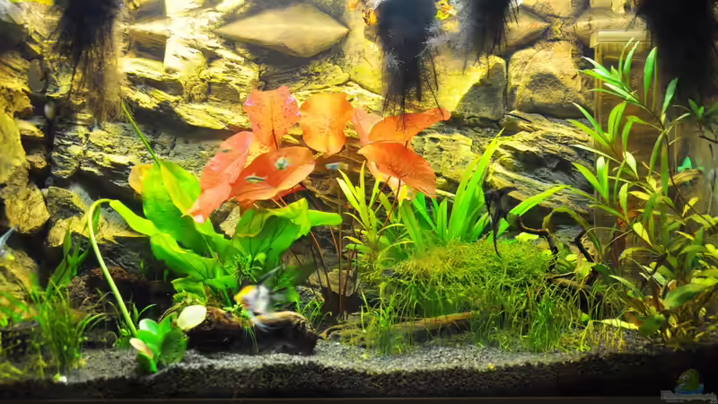 Aquarium Rot-Grün-Schwäche von rodpod (7)