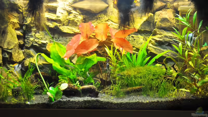 Aquarium Rot-Grün-Schwäche von rodpod (8)