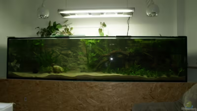 Aquarium Rotrückenparadies -) von Hightower208 (3)