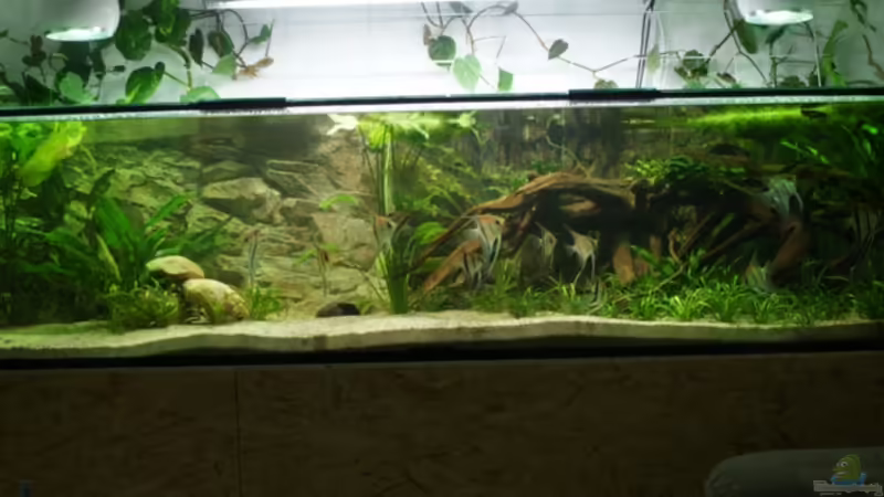 Aquarium Rotrückenparadies -) von Hightower208 (4)