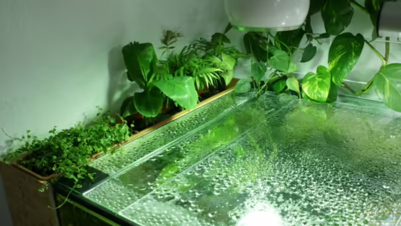 Aquarium Rotrückenparadies -) von Hightower208 (5)