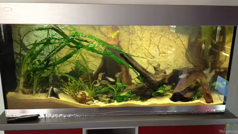 Aquarium Rubens&#039; Westafrika von Rubens (10)
