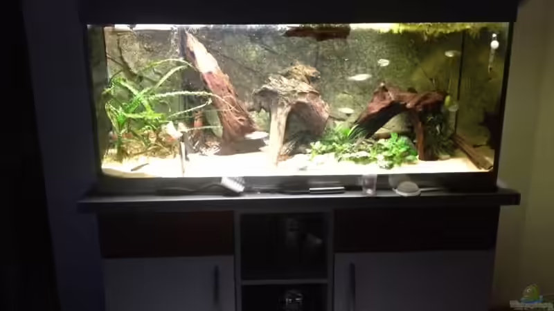 Aquarium Rubens' Westafrika von Rubens (4)