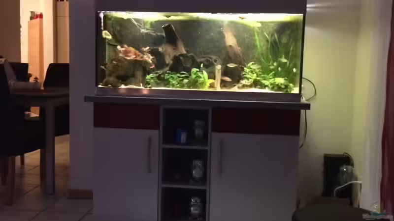 Aquarium Rubens&#039; Westafrika von Rubens (5)