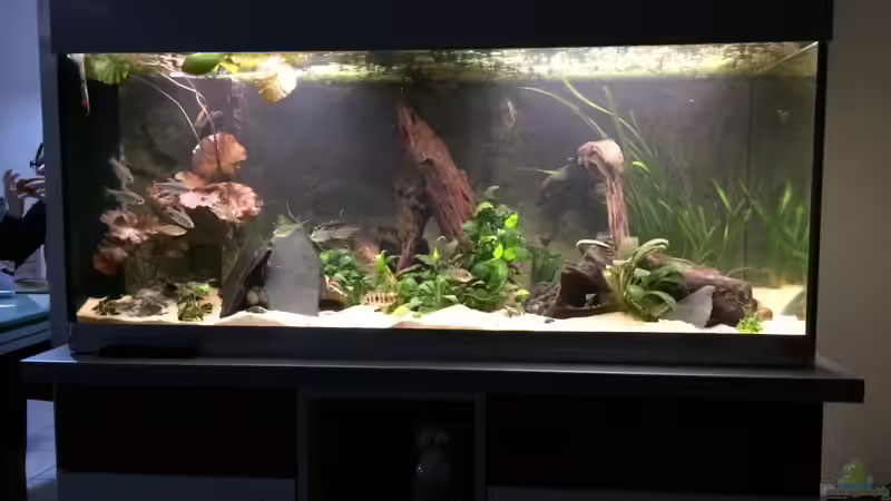 Aquarium Rubens&#039; Westafrika von Rubens (6)