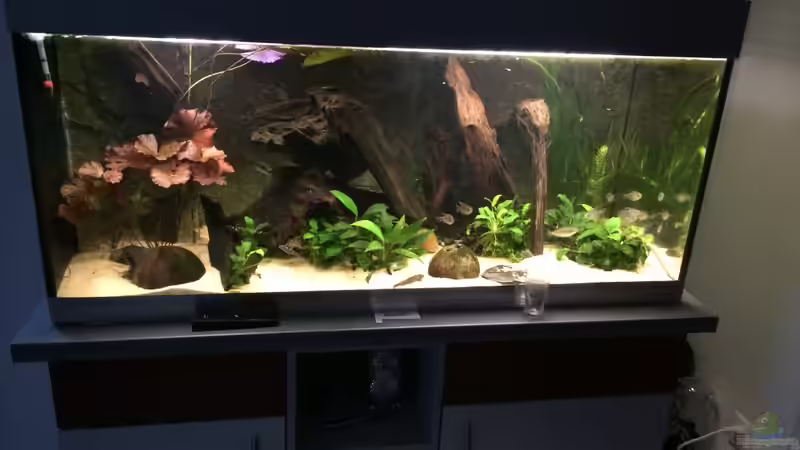 Aquarium Rubens&#039; Westafrika von Rubens (8)